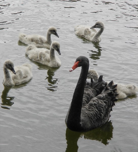 Swans at Our Local Park (3975241157)