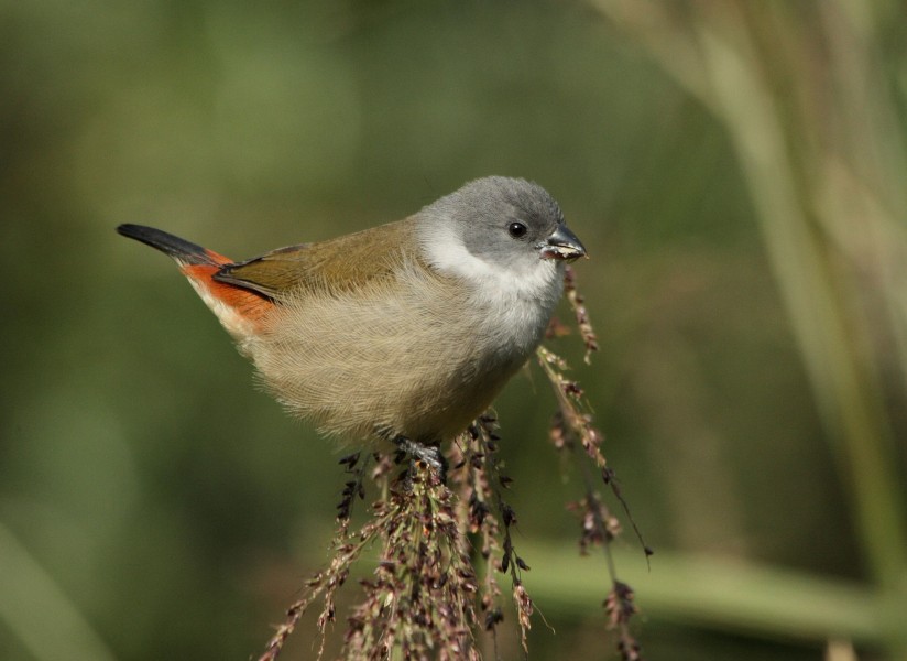 Swee waxbill 2008 05 18 08 42 33 5796