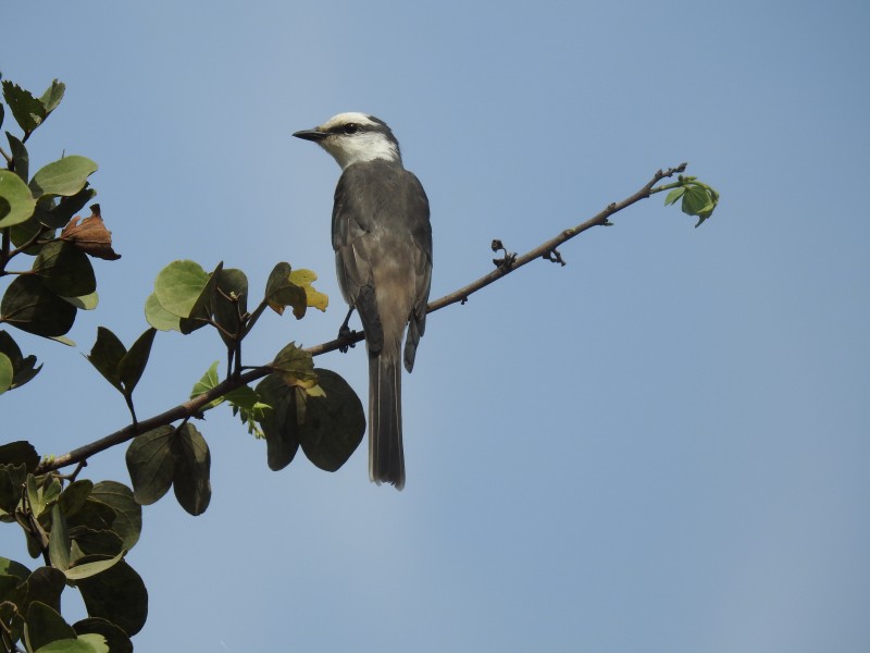 Swinhoe's minivet2