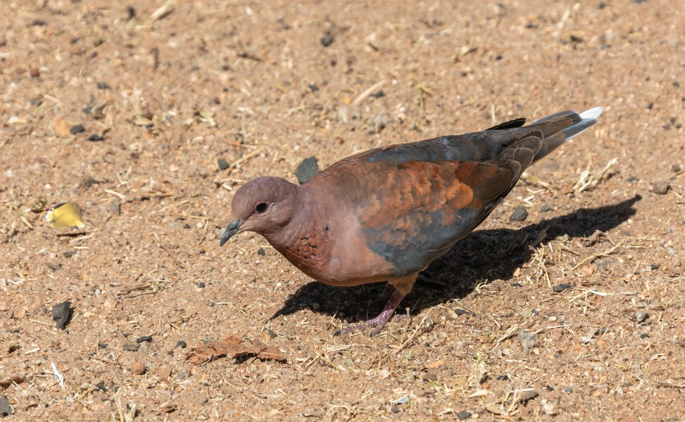 Tórtola senegalesa (Streptopelia senegalensis), parque nacional Kruger, Sudáfrica, 2018-07-25, DD 30