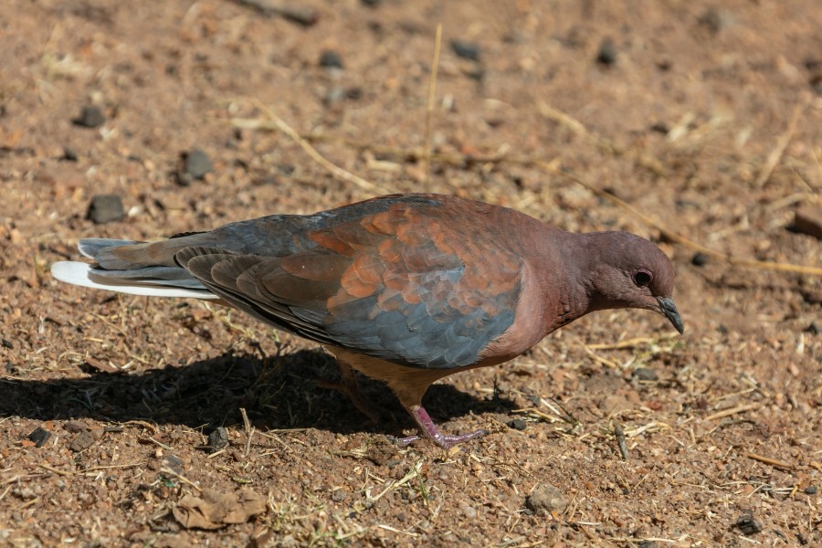 Tórtola senegalesa (Streptopelia senegalensis), parque nacional Kruger, Sudáfrica, 2018-07-25, DD 31