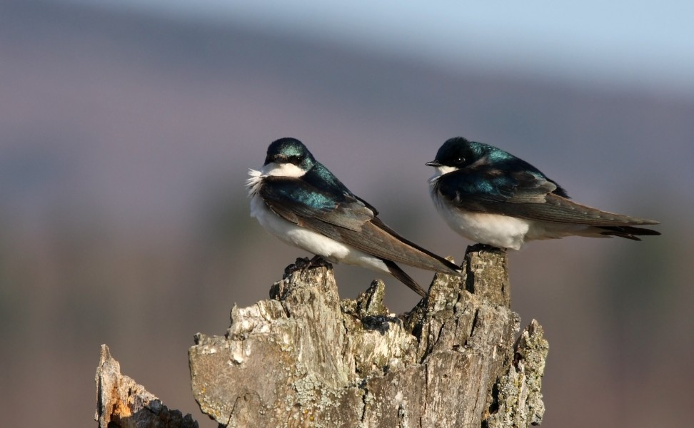 Tachycineta bicolor CT