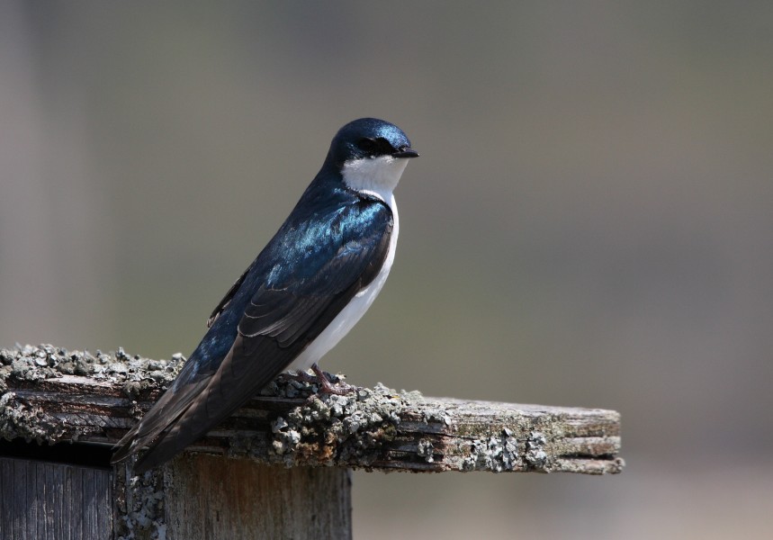 Tachycineta bicolor CT2
