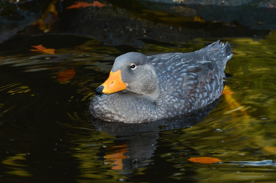 Tachyeres pteneres (Fuegian Steamer Duck - Magellan-Dampfschiffente) - Weltvogelpark Walsrode 2012-10