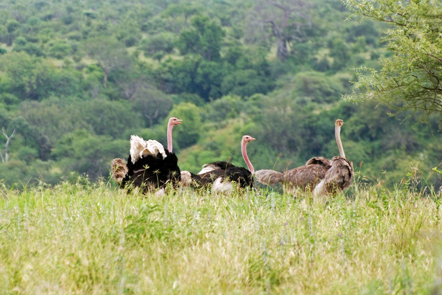 Tarangire 2012 05 27 1975 (7468503376)
