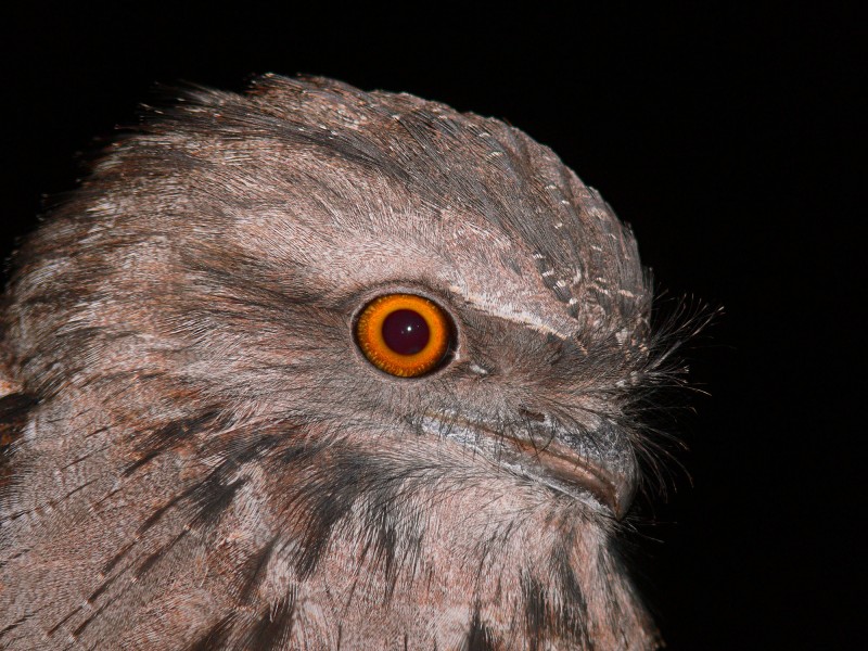 Tawny Frogmouth 1