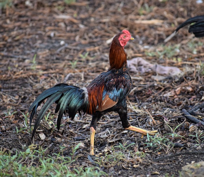 Thai Game chicken - red 1