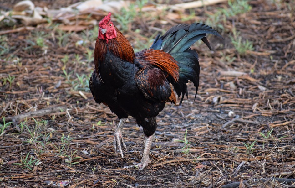 Thai Game chicken - red 3