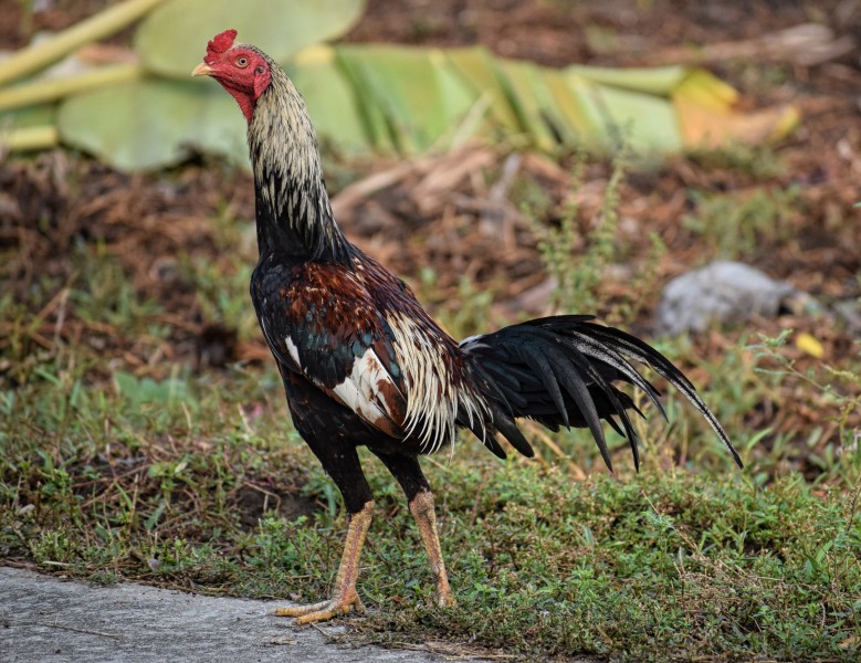 Thai Game chicken - white head 4