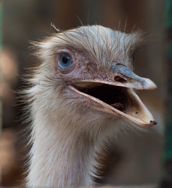 The-greater-rhea-close-up-head-shot