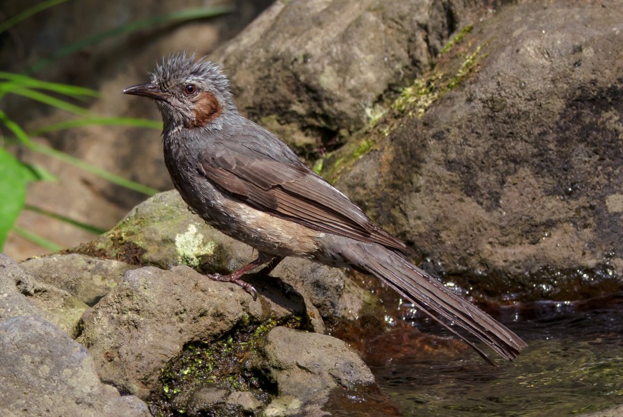 The brown-eared bulbul after playing with water