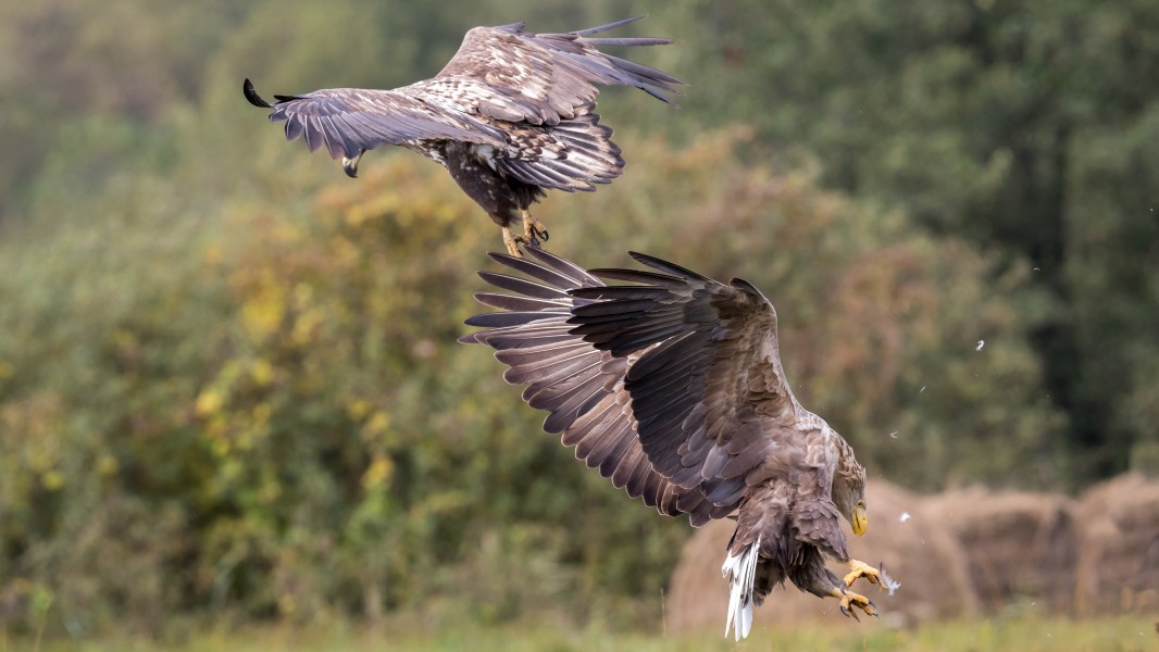 The end of a fight between an adult and a juvenile white-tailed eagle (Haliaeetus albicilla)