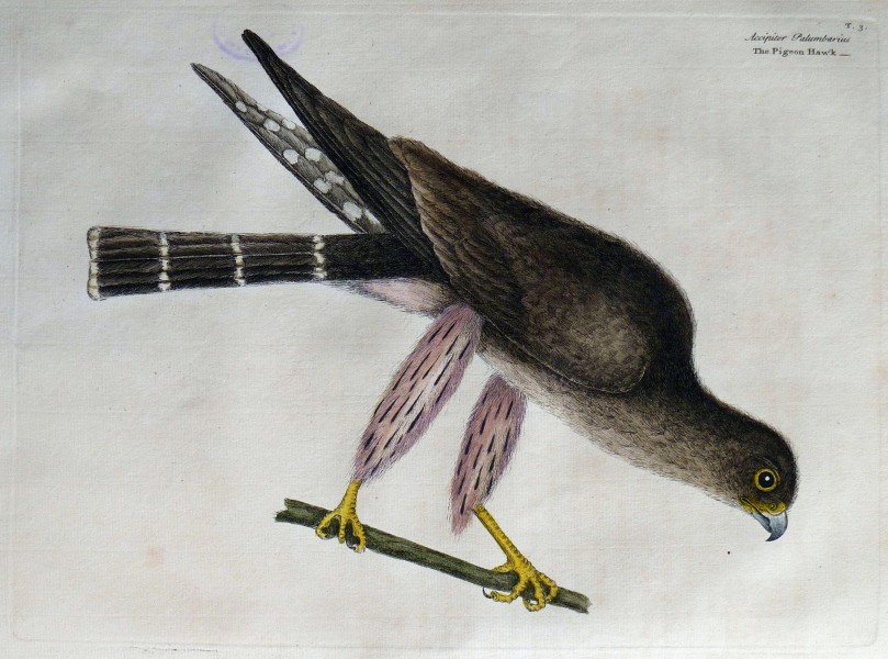 The natural history of Carolina, Florida, and the Bahama Islands, 1754 Accipiter Palumbarius - The Pigeon Hawk (19553830289)