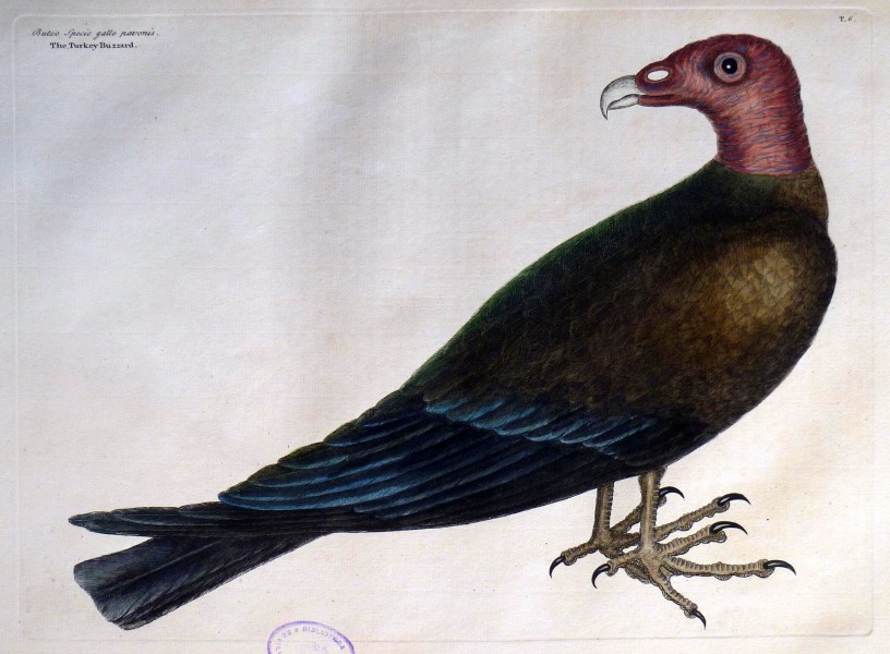 The natural history of Carolina, Florida, and the Bahama Islands, 1754 Buteo Specie gallo pavonis - The Turkey Buzzard (19733238062)