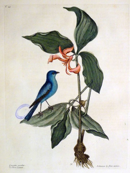 The natural history of Carolina, Florida, and the Bahama Islands, 1754 Linaria caerulea. Solanum &c flore carneo - The Blew Linnet (19117863104)