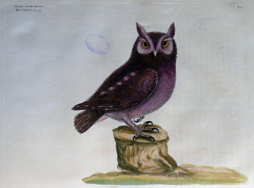 The natural history of Carolina, Florida, and the Bahama Islands, 1754 Noctua aurita - The little Owl (19117888004)