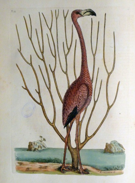 The natural history of Carolina, Florida, and the Bahama Islands, 1754 Phoenicopterus (19714291436)