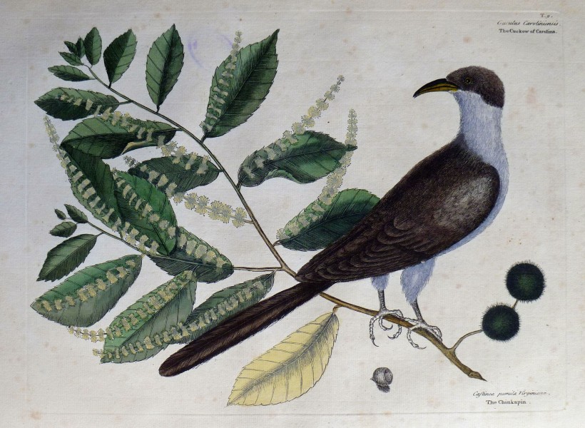 The natural history of Carolina, Florida, and the Bahama Islands, 1754 The Chinkapin (19119468243)