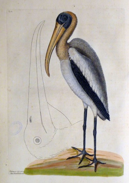 The natural history of Carolina, Florida, and the Bahama Islands, 1754 The Wood Pelican (19553767749)