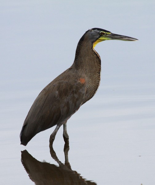 Tigrisoma mexicanum
