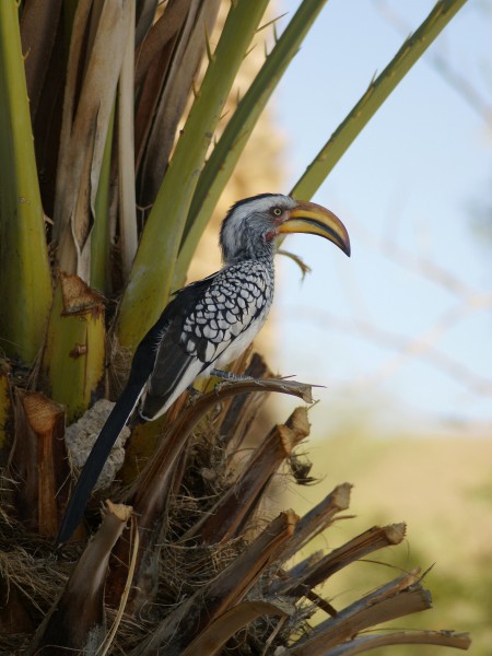Tockus leucomelas 2