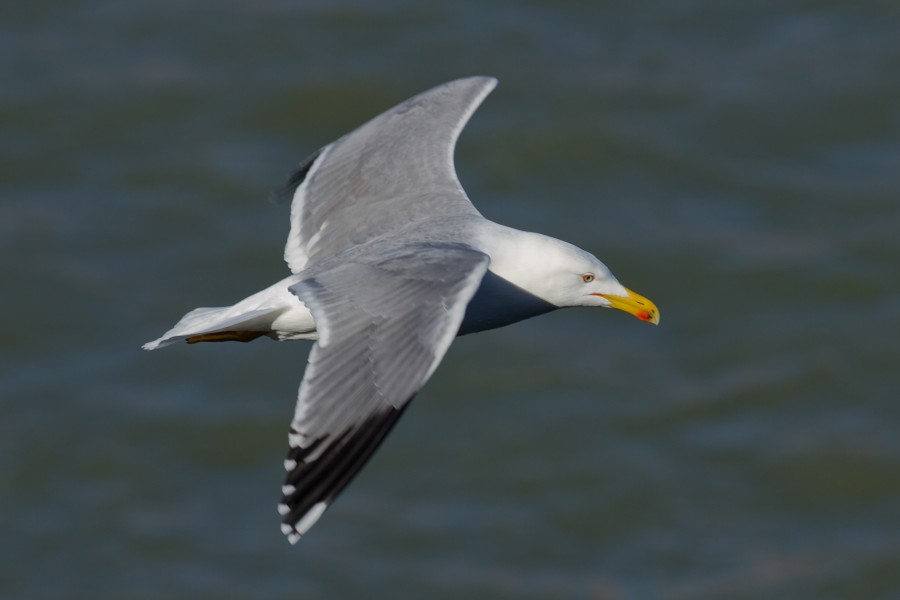 Toulouse - Bazacle - Larus michahellis - 2013-02-17 - 2