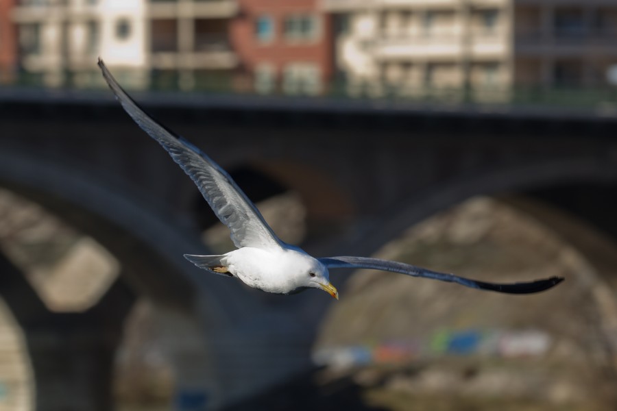 Toulouse - Bazacle - Larus michahellis - 2013-02-17 - 3