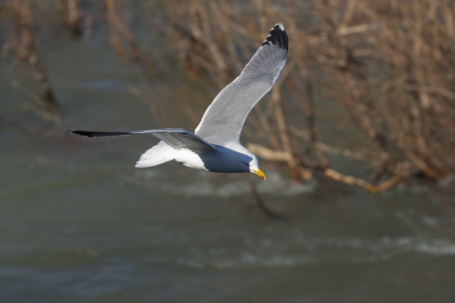 Toulouse - Bazacle - Larus michahellis - 2013-02-17 - 4