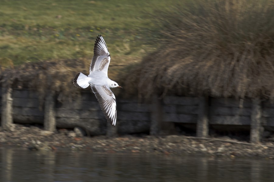 Toulouse - Chroicocephalus ridibundus in flight - 2012-02-26 - 01