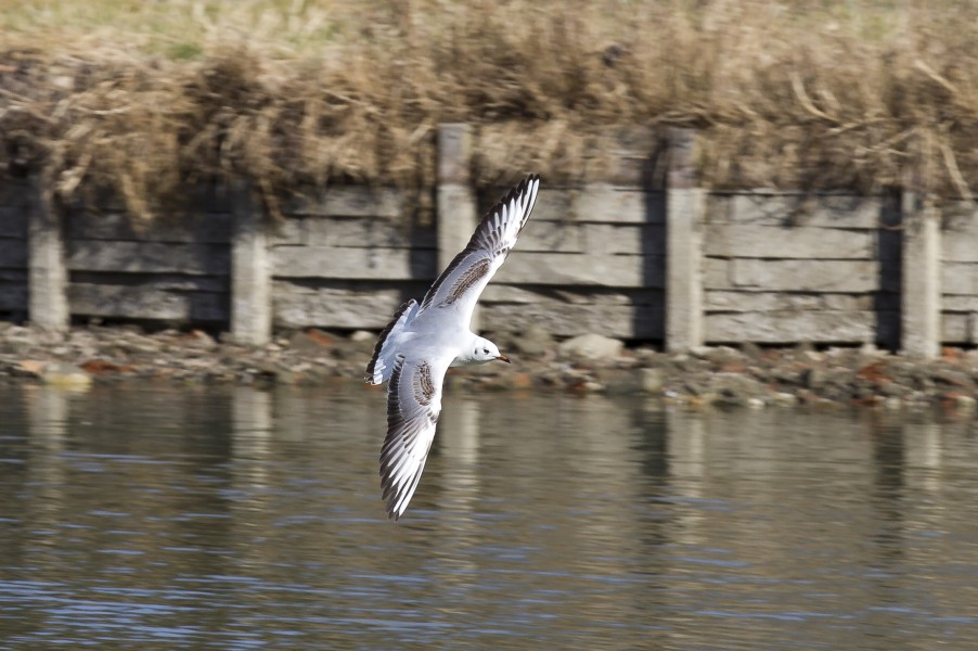 Toulouse - Chroicocephalus ridibundus in flight - 2012-02-26 - 02