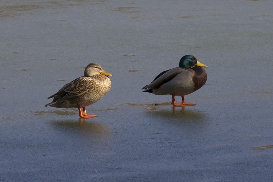 Toulouse - Couple of mallard ducks