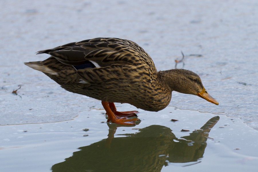 Toulouse - Mallard duck and its reflection - 2012-02-12