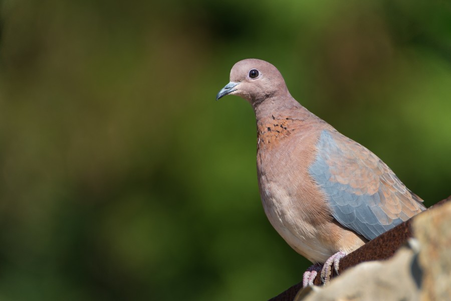 Tourterelle maillée au Parc National de l'Ichkeul