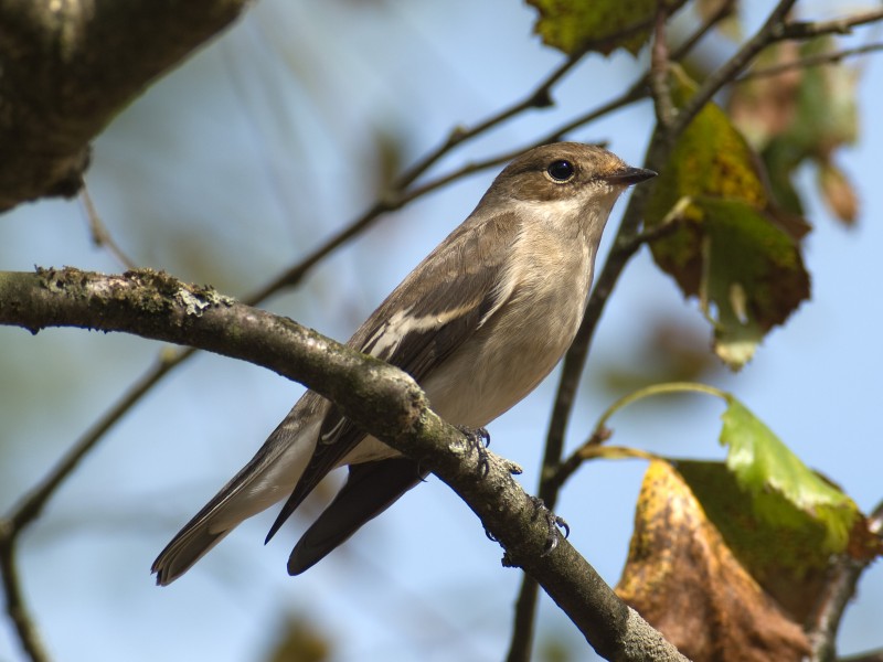 Trauerschnäpper Weibchen Ficedula hypoleuca Schlehdorf Kochelsee-001
