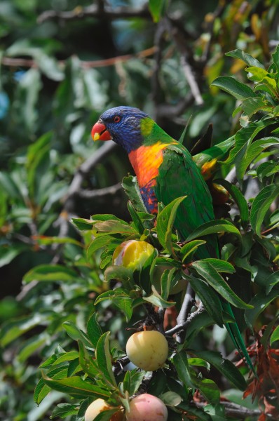 Trichoglossus moluccanus eating plums