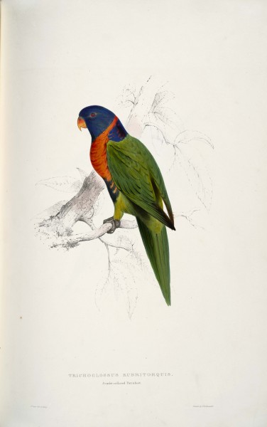 Trichoglossus rubritorquis Scarlet-collared Parrakeet -by Edward Lear 1812-1888
