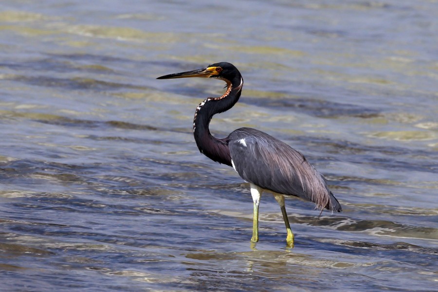 Tricolored heron (Egretta tricolor)