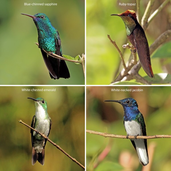 Trinidad and Tobago hummingbirds composite