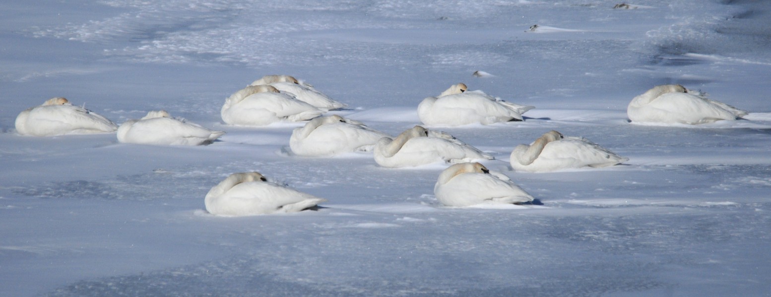 Trumpeter Swans on Seedskadee NWR (23824102132)