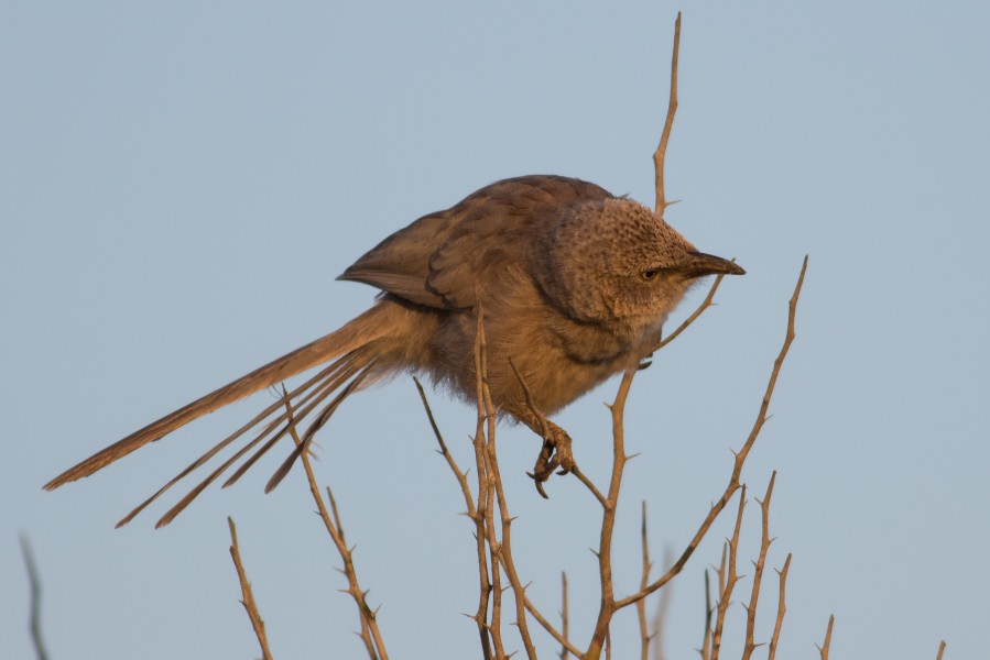 Turdoides squamiceps 4