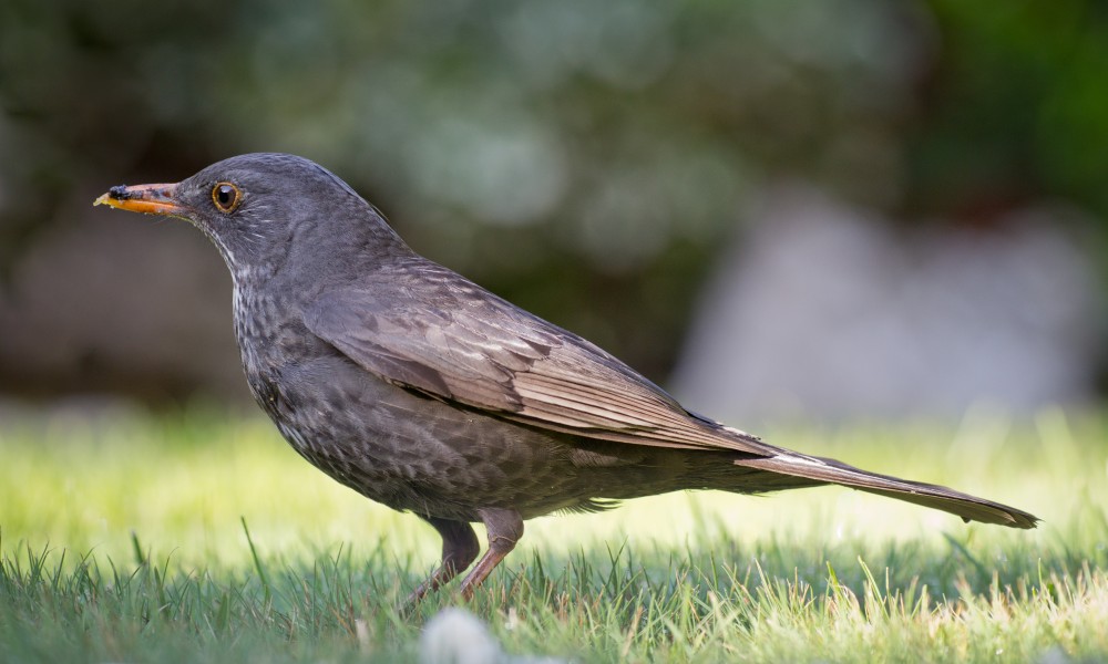 Turdus merula - 01