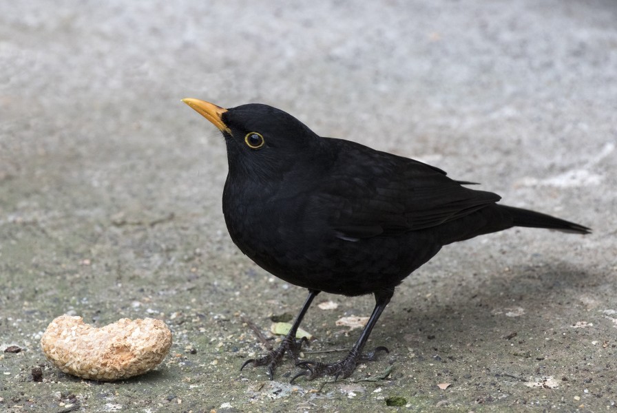 Turdus merula - Common blackbird - Karatavuk 11
