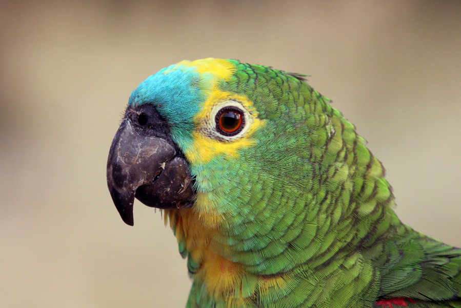 Turquoise-fronted amazon (Amazona aestiva) head