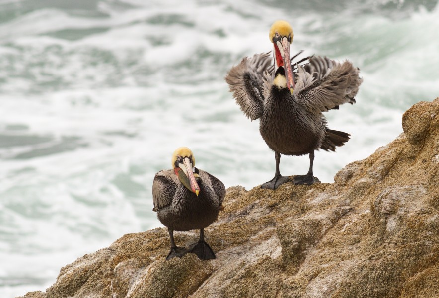 Two brown pelicans at Bodega Head on a windy day
