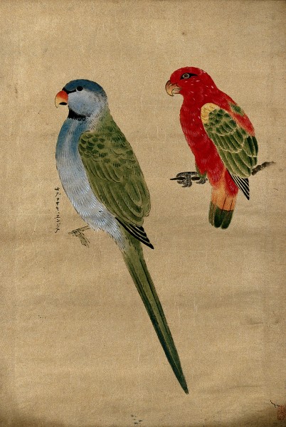Two parrots, Japanese Wellcome V0046788