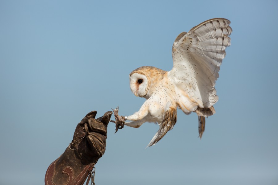 Tyto alba - Cetrería - 01