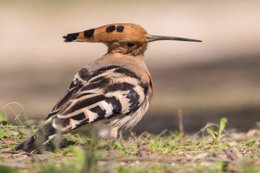 Upupa epops, Israel.
