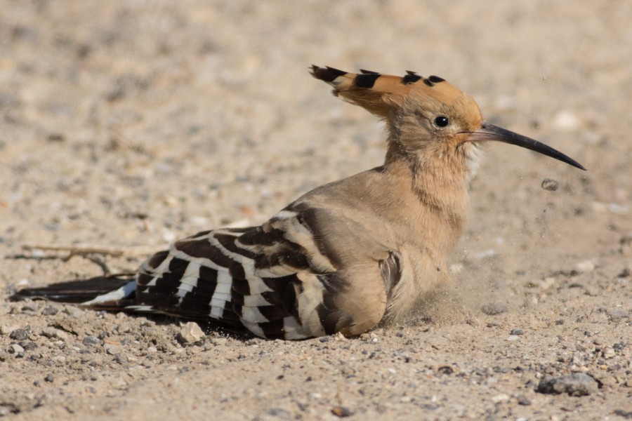 Upupa epops, Sand Bath