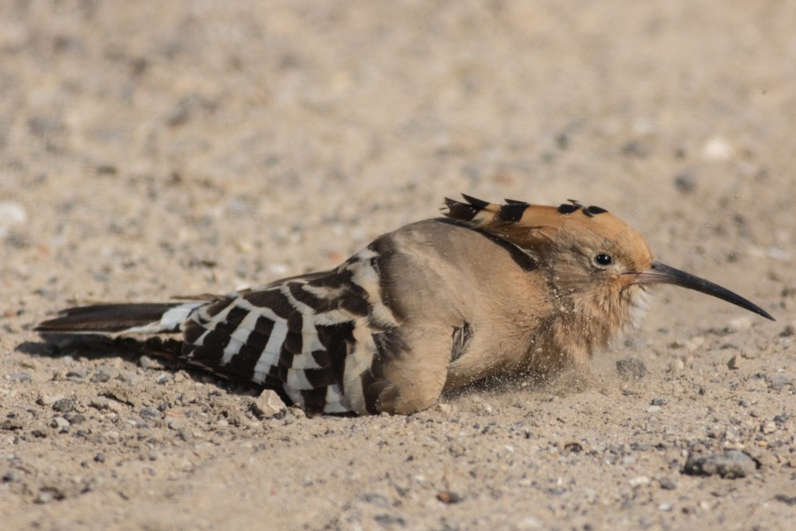 Upupa epops, SandBath