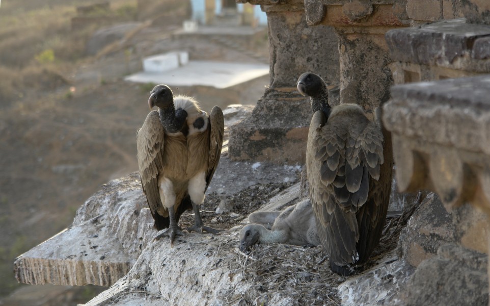Vautours au nid, Orchha, Madhya Pradesh, Inde